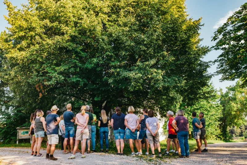 Besuchergruppe unter einer großen Eiche