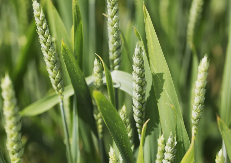 Nahaufnahme eines Gerstenfelds